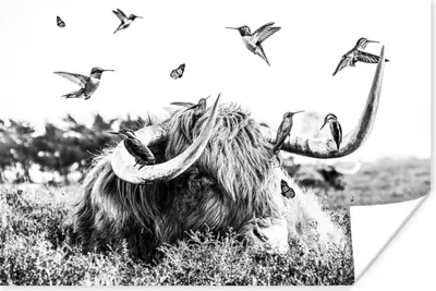 Produktbild von MuchoWow® Poster Schottisches Hochlandrind - Vogel - Schwarz - Weiß 180x120 cm - Fotoplakat