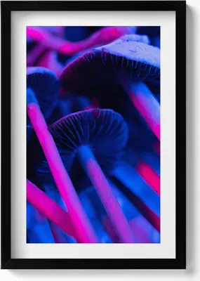 Produktbild von Magische bunte Pilze– Wandbild mit Rahmen – Gerahmtes Bild  – Wanddekoration – 40x60 cm –  Schwarz