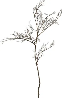 Image de Gilde Branche/2 plastique - brun foncé hauteur 91 cm hauteur 91,0 cm 54504