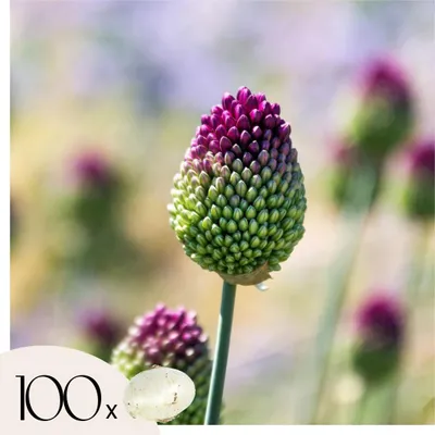 Zdjęcie produktu dla Allium Czosnek - 100 szt - 'Sphaerocephalon' - Cebulki kwiatowe - Fioletowy