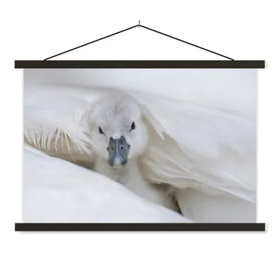 Produktbild von MuchoWow® Textilposter Schwan - Küken - Weiß 90x60 cm mit schwarzem Rahmen - Aufhängungssatz