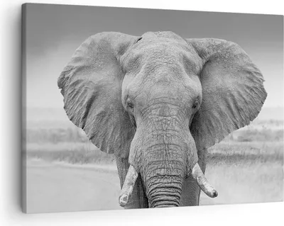 Produktbild von Bild auf Leinwand - Leinwandbild - Einteilig - Elefant Afrika Tier - 70x50cm - Wand Bild - Wanddeko - Wandbilder - Leinwanddruck - Bilder - Wanddekoration - Leinwand bilder - Wandbild - AA70x50-5072