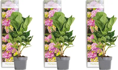 Image de Bloomique - Lot de 3 - Hydrangea Macrophylla Early Pink - Hortensia - Hortensia commun - Plantes de jardin - Rustique - Hauteur 20-30 cm - Pot 10,5 cm