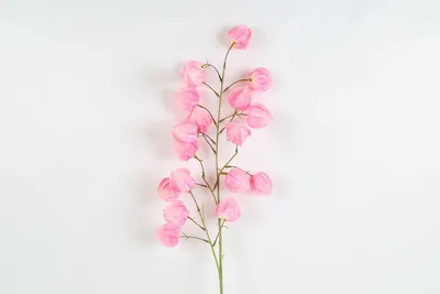 Productafbeelding van Countryfield Kunstbloem decoratie, physalis roze, 100 cm lang