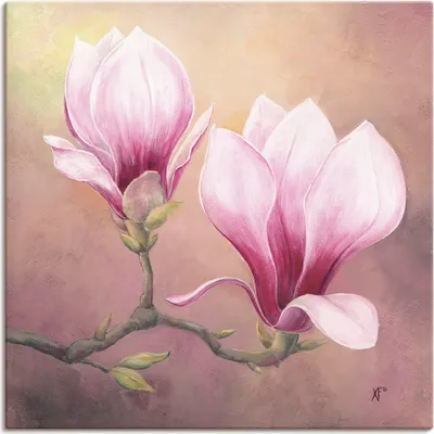 Produktbild von ARTland Leinwandbild Späte Magnolie Größe: 30x30 cm