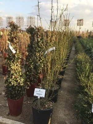Obrázok produktu pre Poncirus trifoliata - Citrónovník 60- 80 cm - Kontajner