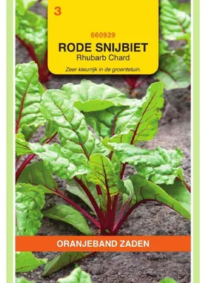 Zdjęcie produktu dla Oranjeband – Mangold 'Rhubarb', odmiana 'Rotstielig' – 1 opakowanie nasion