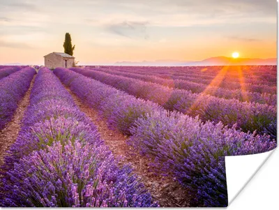 Produktbild von MuchoWow® Poster Lavendel - Sonnenuntergang - Blumen - Lila 120x90 cm - Wandbild