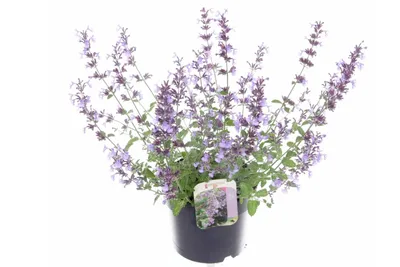 Imagen del producto de Hierba gatera en arbusto, 45 cm, tamaño XXL, variedad 'Walker's Low'