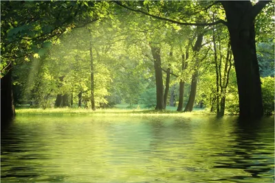 Produktbild von Wallario Poster - Idyllischer See im Wald bei Sonnenschein, Kunstdruck Größe: 61 x 91,50 cm