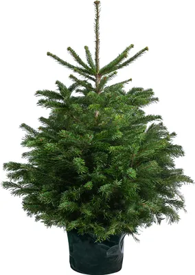 Produktbild von Dehner Nordmann-Tanne, im Topf gewachsen, B-Sortierung, ca. 100-125 cm, 7.5 l Topf, Weihnachtsbaum