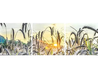 Obrázek produktu pro Moderní obraz Sada 3090 obilí 90x30 cm