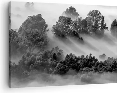 Produktbild von Bild auf Leinwand - Leinwandbild - Einteilig - Schwarzweiß Bäume Nebel - 70x50cm - Wand Bild - Wanddeko - Wandbilder - Leinwanddruck - Bilder - Wanddekoration - Leinwand bilder - AA70x50-4510