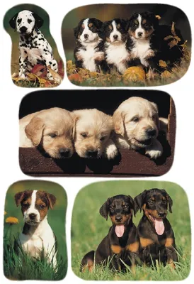 Image de Étiquette décorative Photos de chiots VE = 10 x 3 feuilles