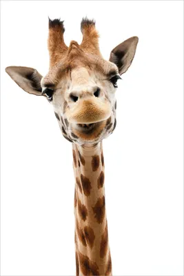 Produktbild von Wallario Poster - Giraffenkopf, Kunstdruck Größe: 61 x 91,50 cm