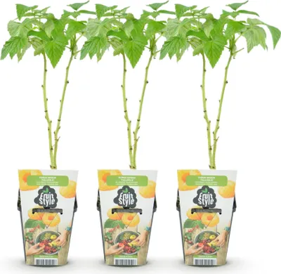 Image de Green boutiQ - Plantes fruitières - Framboisiers - Rubus idaeus Fallgold - Résistant au froid - 3 plants - Pot de 9 cm - Framboise jaune