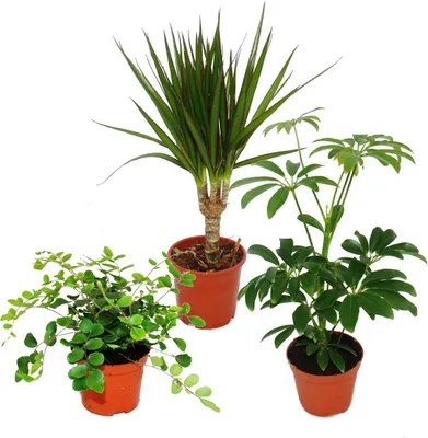 Produktbild von Zimmerpflanzen Set mit 3 Pflanzen - Typ 2 - 9cm