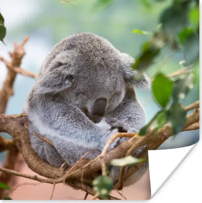 Produktbild von MuchoWow® Poster Koala - Äste - Schlaf - Kinder - Jungen - Mädchen 50x50 cm - Wohnzimmerdekoration
