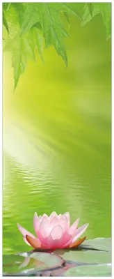 Produktbild von Wallario Premium Glasbild, freischwebende Optik, kräftige Farben, Größe 125 x 50 cm Motiv Seerose auf dem Wasser