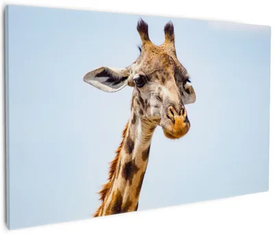 Produktbild von Wallario Premium Leinwandbild Nahaufnahme einer Giraffe in Größe 60 x 90 cm