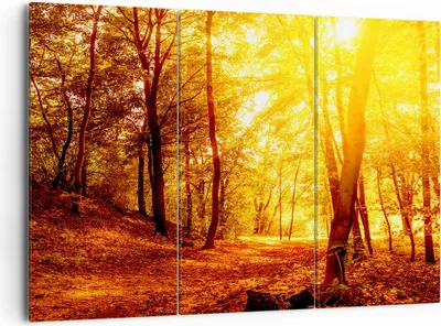 Produktbild von Bild auf Leinwand - Leinwandbild - Wald Baum Natur - 165x110cm - Wand Bild - Wanddeko - Wandbilder - Leinwanddruck - Bilder - Kunstdruck - Wanddekoration - Leinwand bilder - Wandkunst - CE165x110-3722