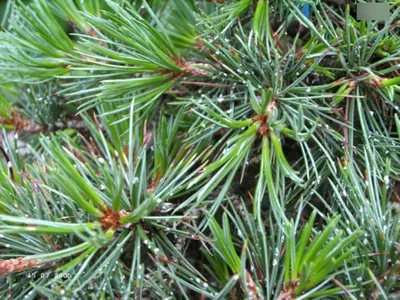 Produktbild von Pinus aristata Blue Cover - blaue Grannenkiefer 20-25
