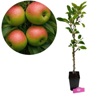 Obrázek produktu pro Malus domestica 'Emerald Flame' Sloupovitá jabloň, 1,5litrový květináč
