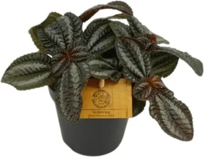 Obrázok produktu pre Gardners Pilea Norfolk, priemer 12 cm