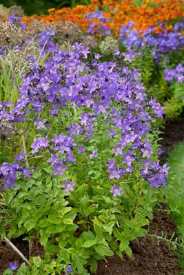 Produktbild von Campanula lactiflora 'Superba', Glockenblume, violett, ca. 9x9 cm Topf