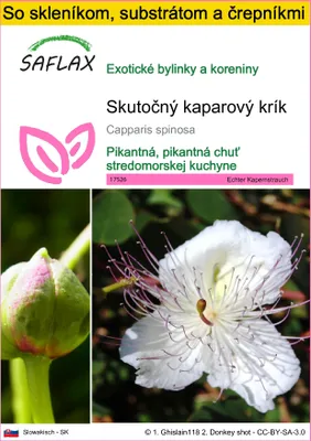 Obrázok produktu pre SAFLAX Kultivačný set - Skutočný kaparový krík - Capparis spinosa - 25 Semená - S mini skleníkom, pestovateľským substrátom a 2 črepníkmi
