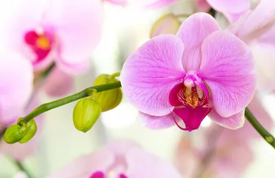 Produktbild von Orchideendünger 0,35 L AGRECOL