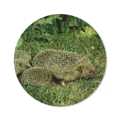 Produktbild von MuchoWow® Mauspad Mousepad Igel - Gras - Baby 20x20 cm - Mousepads - Maus Mat - Pad - Mausunterlage - Schreibtischmatte