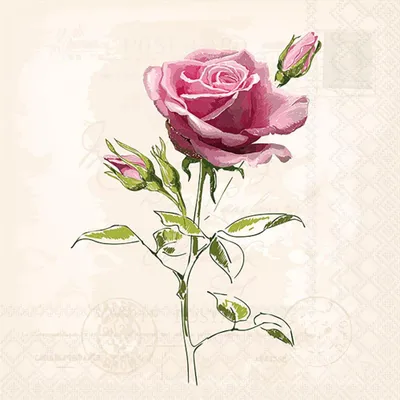 Produktbild von Servietten 33x33 cm - Vintage rose