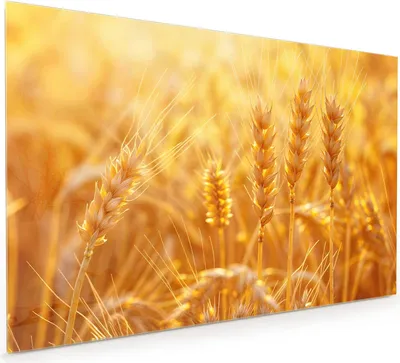 Produktbild von Küchenrückwand Spritzschutz Glas mit Motiv Weizenfeld Sonnenuntergang 40 x 40 cm