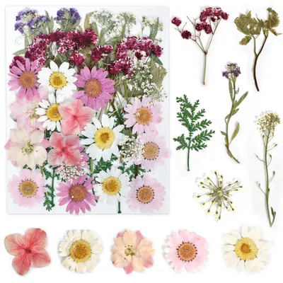 Produktbild von Gepresste Trockenblumen für Basteln & Deko (Pink) 36 Stück