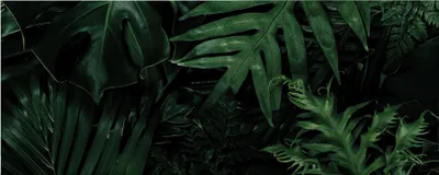 Produktbild von Leinwandbild Botanical Dschungel 40 x 100 cm - Wandbild Grün Schwarz - Keilrahmen Pflanzen Wohnzimmerdeko Wanddeko Wandgemälde