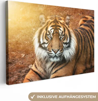 Obrázok produktu pre OneMillionCanvasses® - Obrazy na plátne - 140x90 cm, Portrét - Tiger - Slnko, Nástenné umenie Tlač Dekorácie na stenu