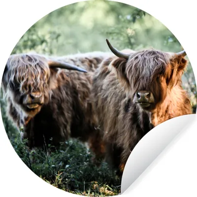 Produktbild von MuchoWow® Runde Wandtattoo - Wandsticker Tapete Aufkleber Schottische Highlander - Wald - Tiere Ø 50 cm Selbstklebend und Repositionierbar - Wandaufkleber - Kreis - Wand Kreis - Wand Bild - Foto Tapete - Selbstklebende - Wohnzimmerdekoration - Wand Dekoration - Kinderzimmer