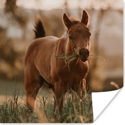 Produktbild von MuchoWow® Poster Pferd - Sonne - Gras 100x100 cm - Babyzimmer
