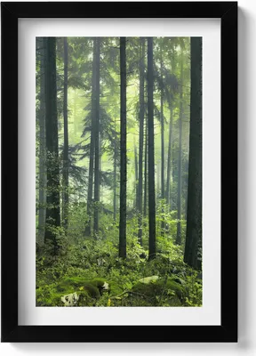 Produktbild von Landschaft mit Bäumen und Waldvegetation– Wandbild mit Rahmen – Gerahmtes Bild  – Wanddekoration – 20x30 cm – Schwarz