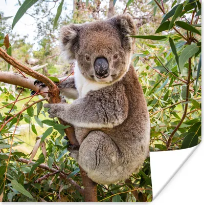 Produktbild von MuchoWow® Poster Koala - Baum - Blätter - Kinder - Jungen - Mädchen 100x100 cm - Babyzimmer