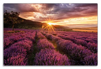 Produktbild von Wallario Frühstücksbrettchen aus Glas 20 x 30 cm mit rutschfesten Füßen, Motiv Lavendelfeld bei Sonnenuntergang - Sonnenstrahlen