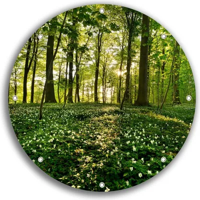 Produktbild von Wallario rundes Outdoor-Poster für Garten oder Balkon, Motiv Waldanemonen und Sonnenstrahlen im Wald, 30 cm Durchmesser