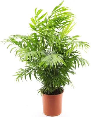 Produktbild von Bergpalme 60 cm Chamaedorea elegans – Pflegeleichte Zimmerpflanze für Zuhause, luftreinigend & dekorativ – Ideal für Wohnzimmer & Büros