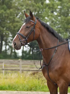 Produktbild von Busse Martingal BASIC- PRO, Größe:Warmblut, Farbe:schwarz | silber
