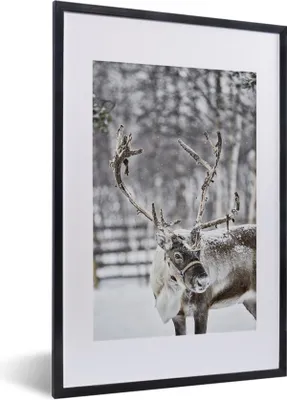 Produktbild von MuchoWow® Gerahmtes Poster Ein Rentier in einem Feld mit Schnee 40x60 cm - Poster mit Schwarzem Bilderrahmen Wandposter Rahmen Foto Bilder - Poster in Rahmen