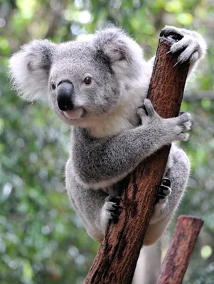 Produktbild von Lais Puzzle Koala Australien 1000 Teile