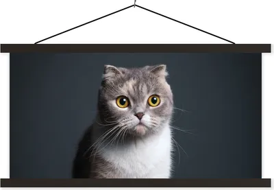 Produktbild von MuchoWow® Textilposter Katze - Haustiere - Licht 150x75 cm mit schwarzem Rahmen - Posterleiste