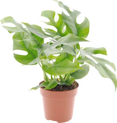 Obrázek produktu pro Monstera FloraSelf Monstera minima výška 15-30 cm květináč Ø 12 cm