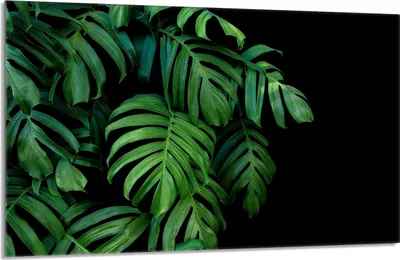 Produktbild von Glas-Herdplattenschutz 80x52 Monstera